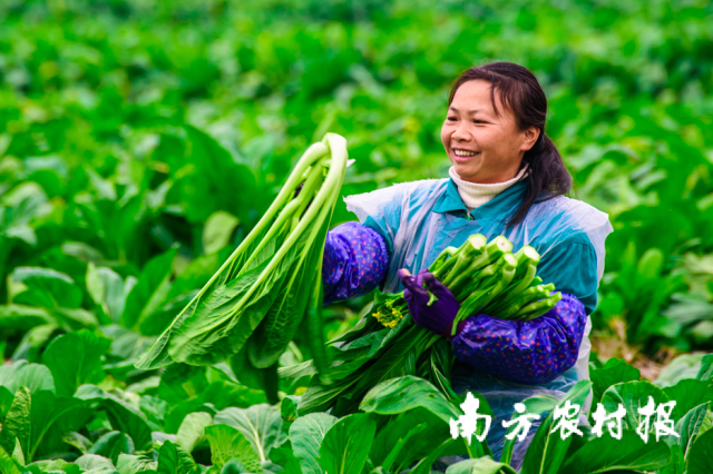 从“五大百亿”到千亿新蓝图！广东清远的“媒体+”现代农业方法论(图15)