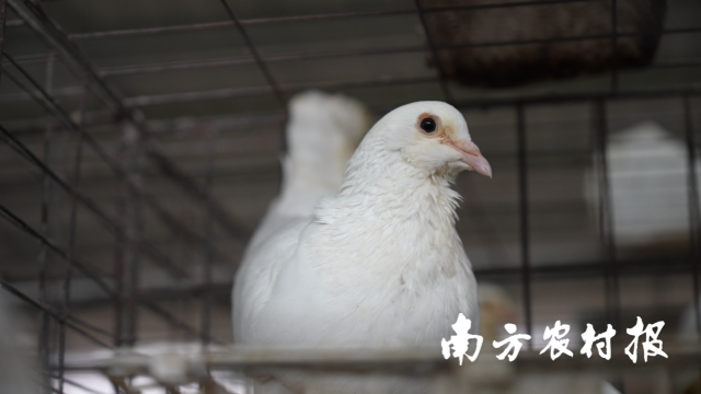 从“五大百亿”到千亿新蓝图！广东清远的“媒体+”现代农业方法论(图19)