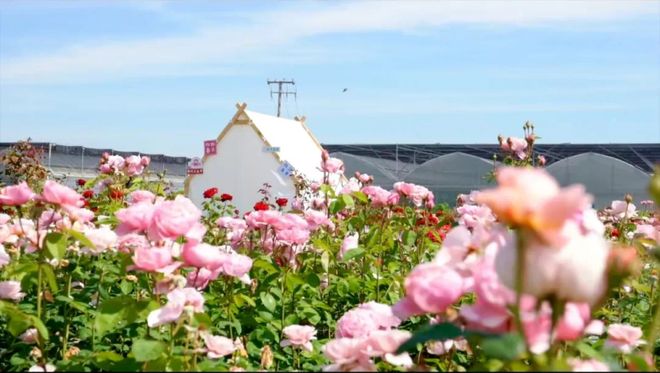 喜迎两会丨高质量发展如何“落地”？解码青浦建议提案办理的优秀答案(图6)